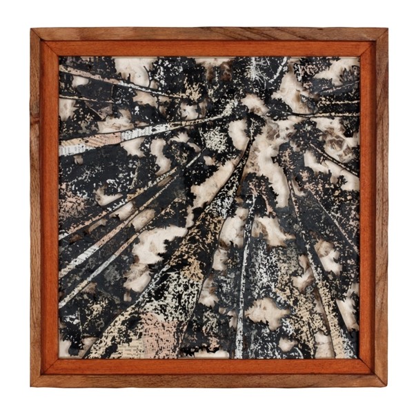 Recovery Urban Woods "Creación 15"