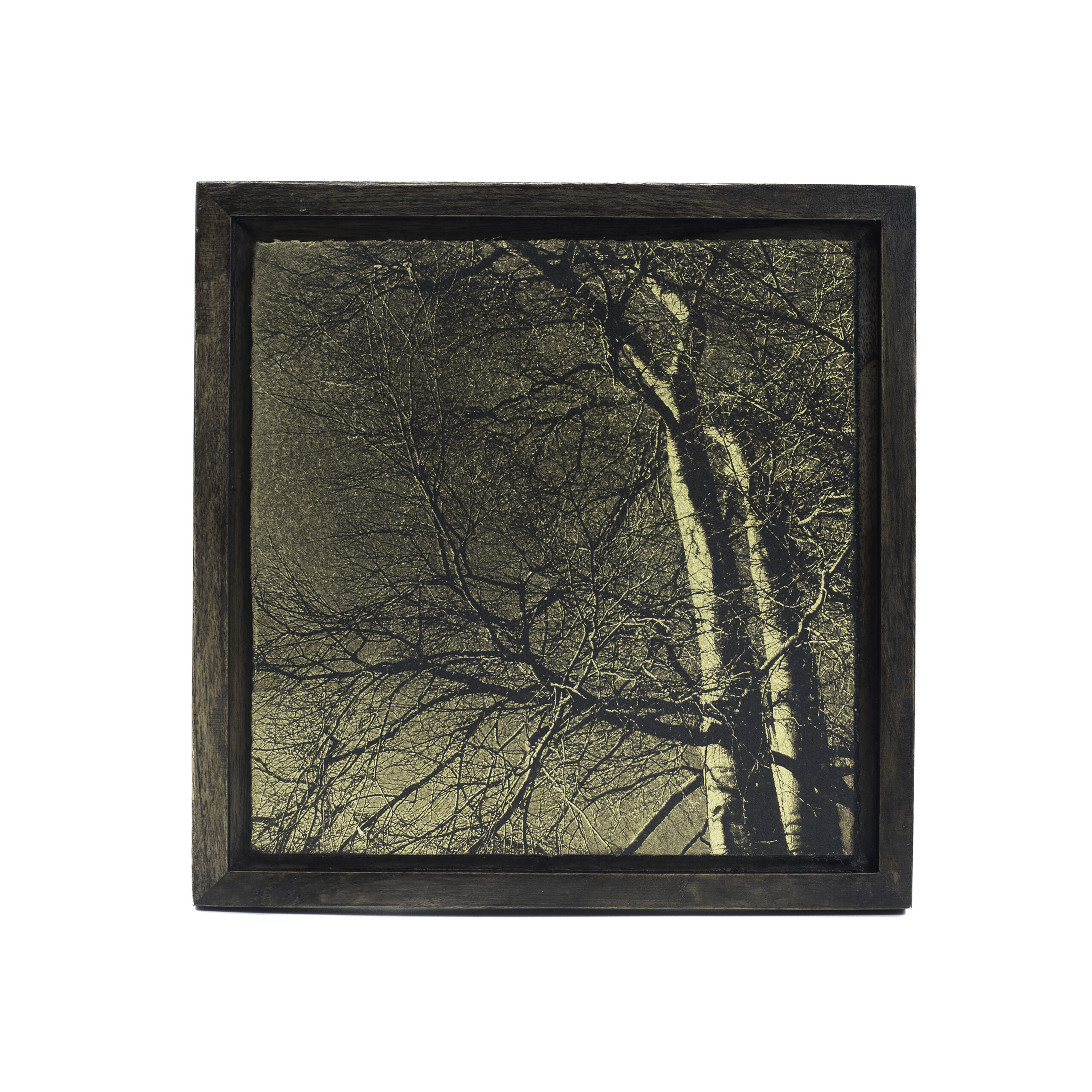 Aurea Umbra «Creación 18»
