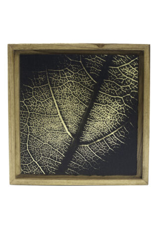 Aurea Umbra – Creación