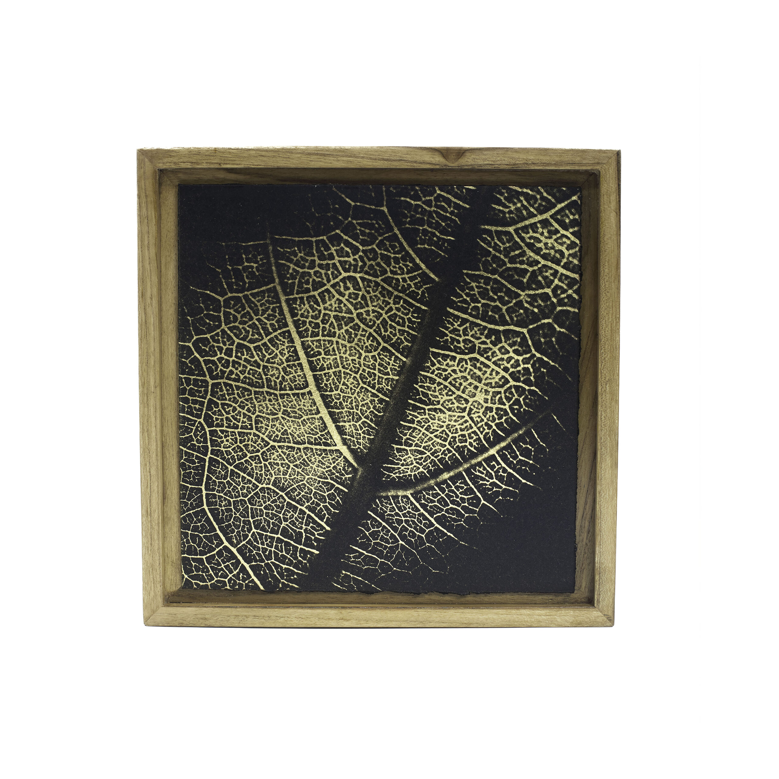 Aurea Umbra «Creación 19»