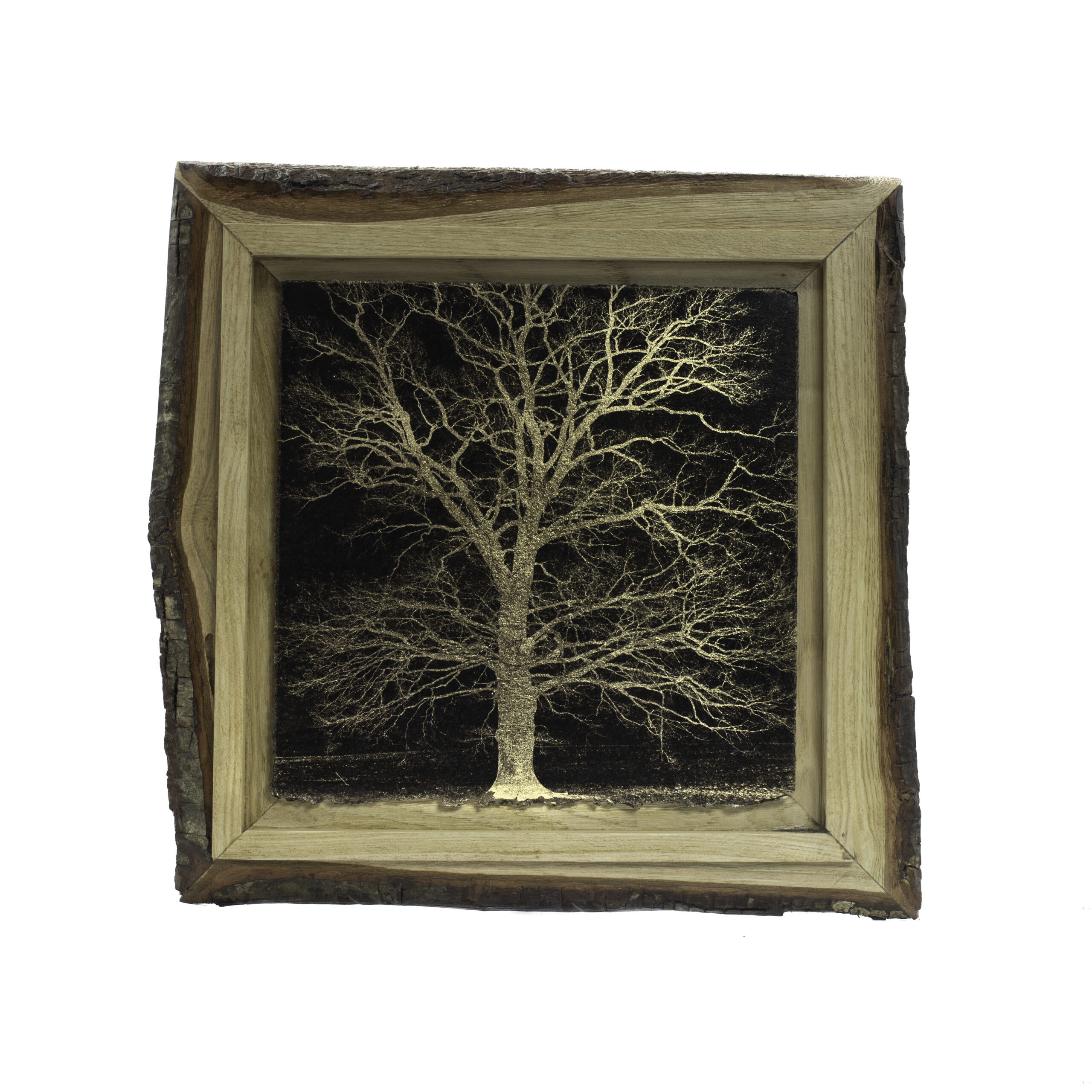 Aurea Umbra «Creación 21»