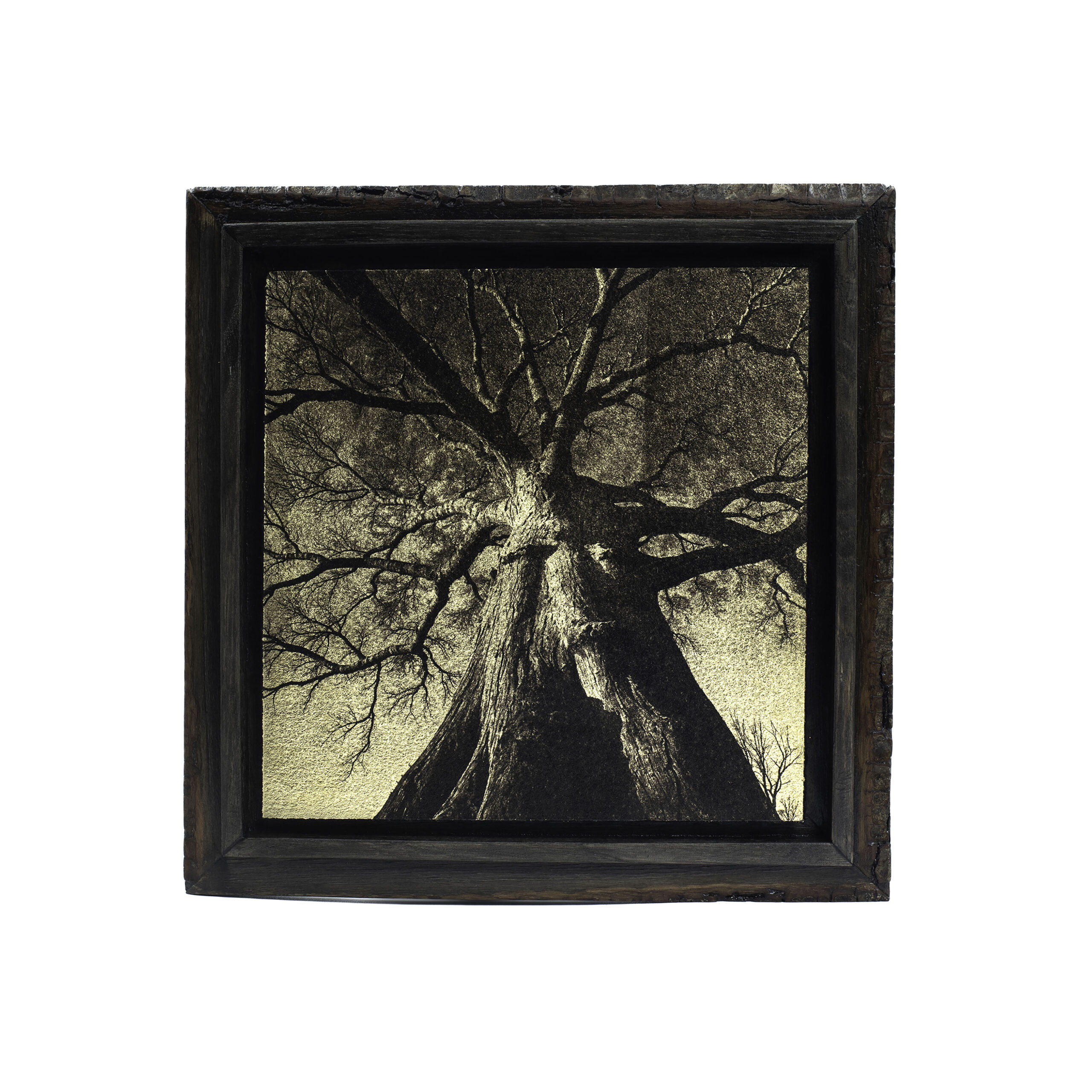 Aurea Umbra «Creación 22»