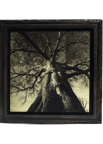 Aurea Umbra – Creación