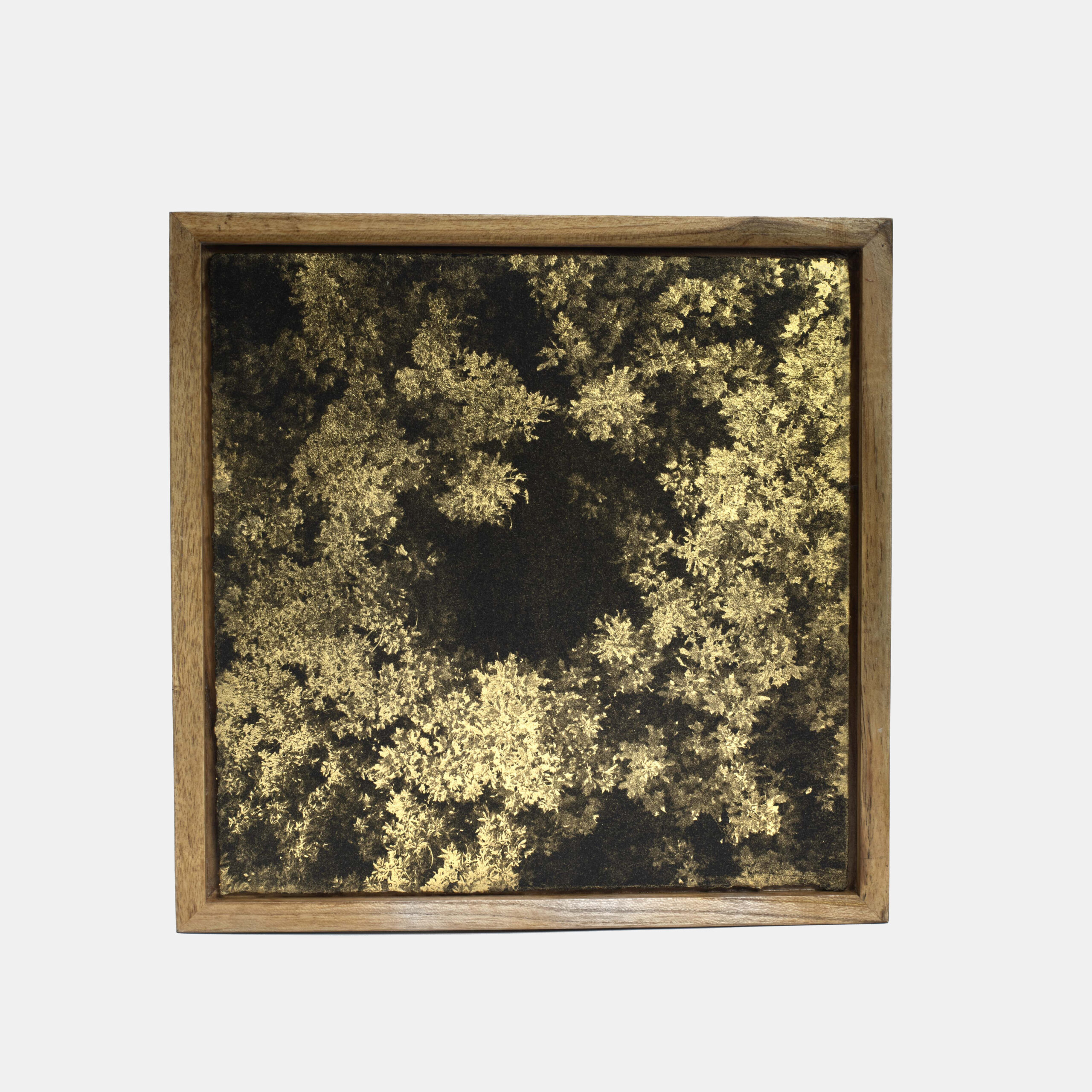 Aurea Umbra "Creación 7"