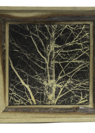 Aurea Umbra – «Creación 20»