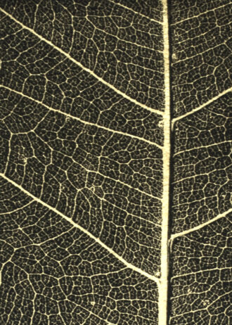 Aurea Umbra – «Creación 11»