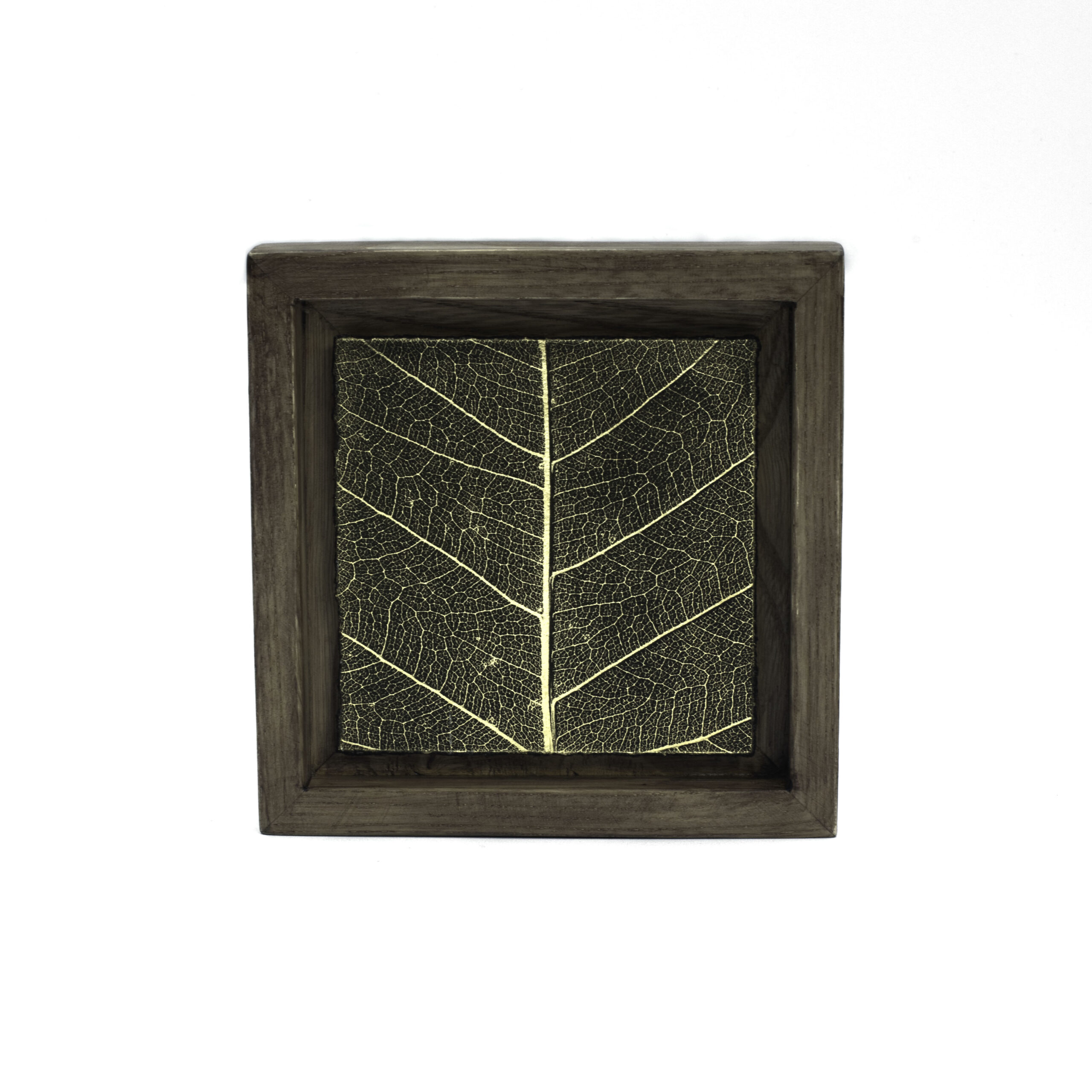 Aurea Umbra "Creación 11"