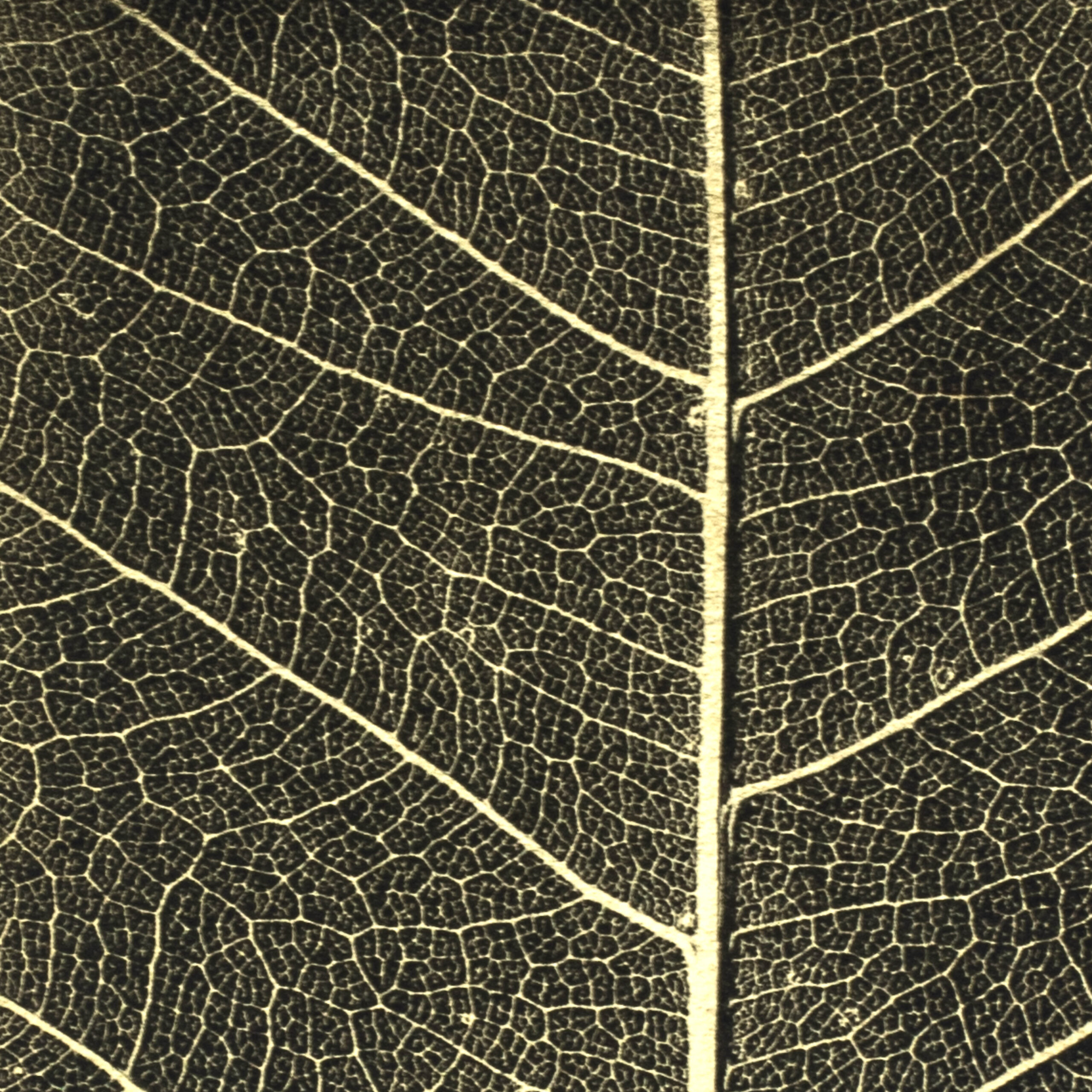 Aurea Umbra "Creación 11" - Imagen 4