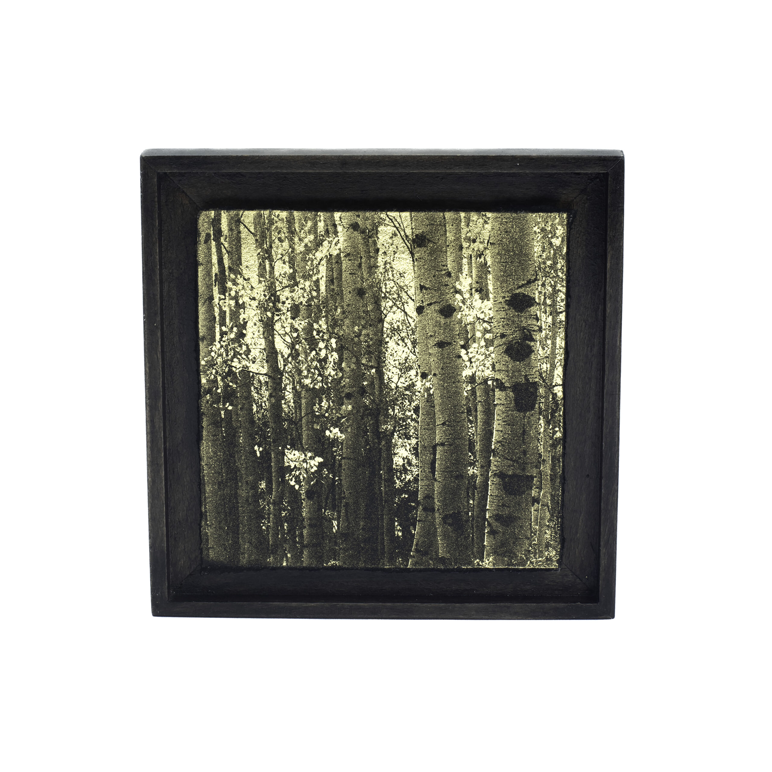 Aurea Umbra "Creación 15"