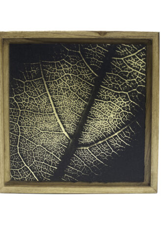 Aurea Umbra – «Creación 19»