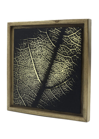 Aurea Umbra – «Creación 19»